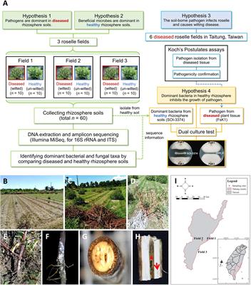 Detection of Pathogenic and <mark class="highlighted">Beneficial Microbes</mark> for Roselle Wilt Disease